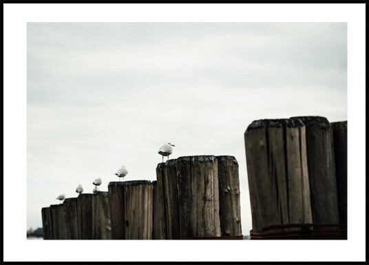 Seagulls Harbor Plakat Plakat / 21x30cm