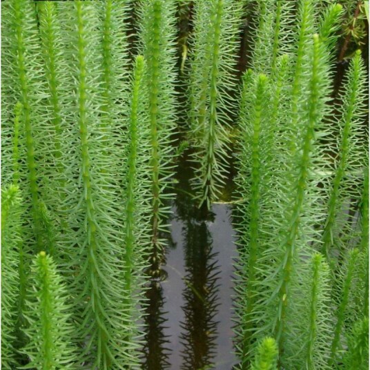 Under vann "Hippuris vulgaris" Under vann "Hippuris vulgaris"