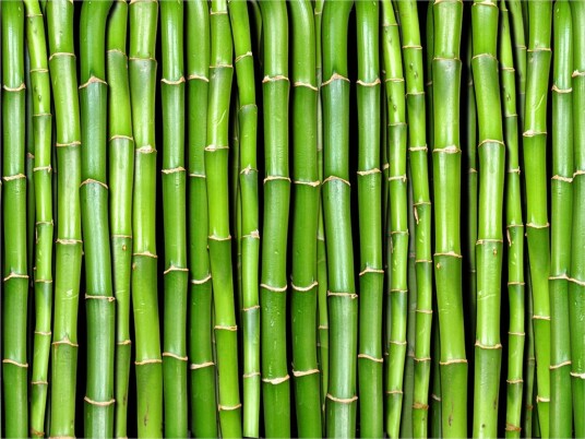 Fototapet Bamboo Wall 200x154 - Artgeist sp. z o. o.