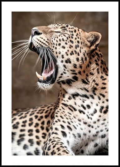Roaring Leopard in Nature Poster Plakat / 70x100cm