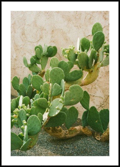 Green Prickly Pear Cactus Plakat / 100x150 Green Prickly Pear Cactus Plakat / 100x150