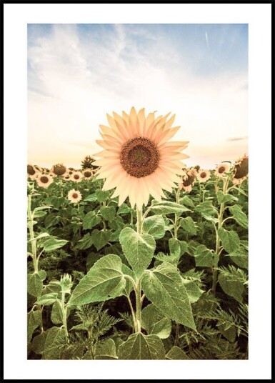 Sunflower Flower Plakat Plakat / 21x30cm