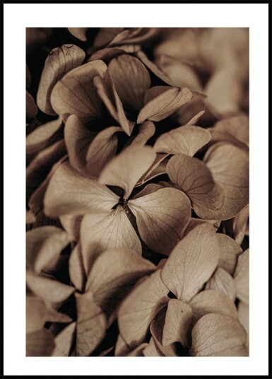 Dried Hydrangea Plakat Plakat / 100x150cm
