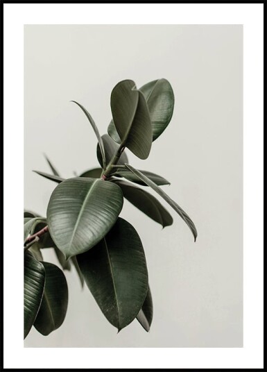 Rubber Plant Leaves Plakat Plakat / 30x40cm