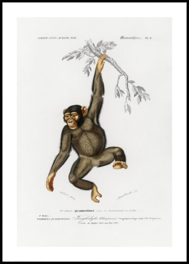 Chimpangze Plakat / 21x30
