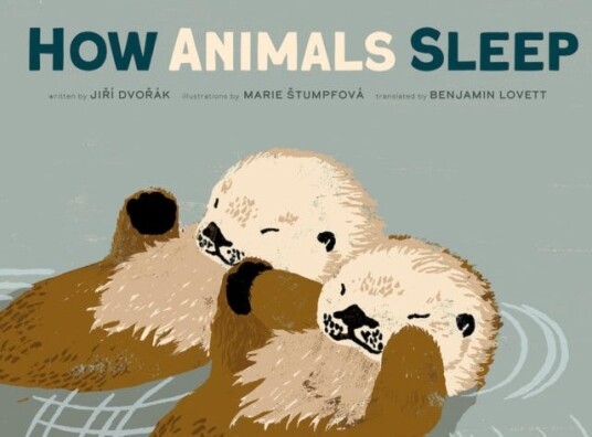How Animals Sleep How Animals Sleep
