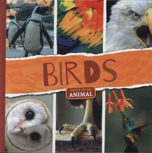 Birds Av Joanna Brundle