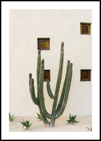 Cabo Cactus IX Poster Plakat / 40x50cm