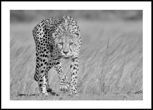 Focused predator Plakat / 40x50cm Focused predator Plakat / 40x50cm