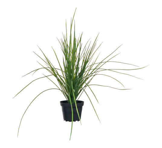 Mr. Plant Gress i krukke 40 cm Mr. Plant Gress i krukke 40 cm