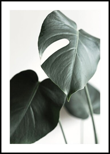 Green Plant №1 Plakat Plakat / 70x100cm
