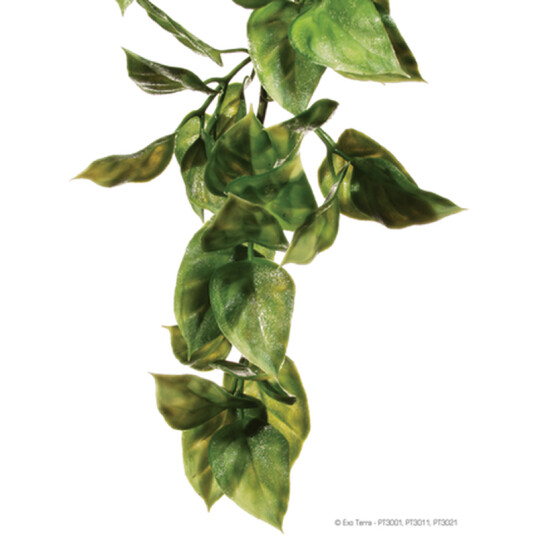 Amapallo Hengende Regnskog/Jungelplanter Grønn Medium Amapallo Hengende Regnskog/Jungelplanter Grønn Medium