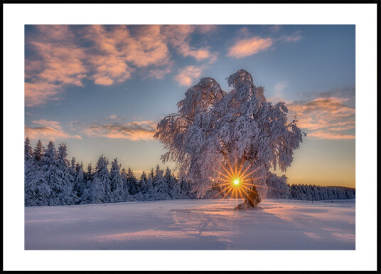 morning star Plakat Plakat / 21x30cm