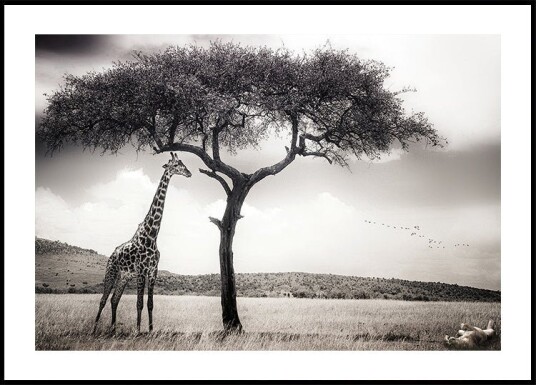 under the African sun Poster Plakat / 40x50cm under the African sun Poster Plakat / 40x50cm