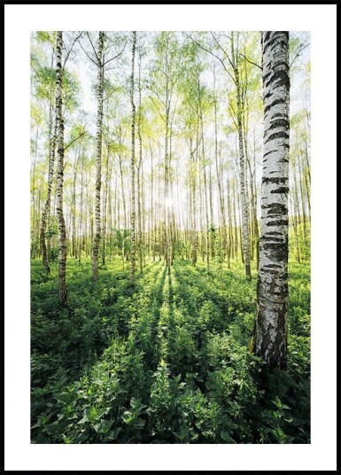 Birch Grove vertical Plakat / 40x50cm