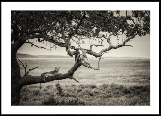 Lioness On Tree Branch Plakat / 100x150
