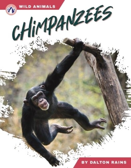 Chimpanzees Chimpanzees