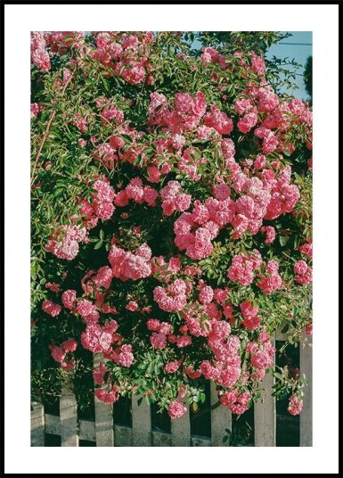 Cannon Beach Blooms Plakat Plakat / 40x50cm