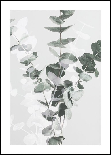 Pictufy Studio Iii Eucalyptus No.2 Plakat Plakat / 70x100cm