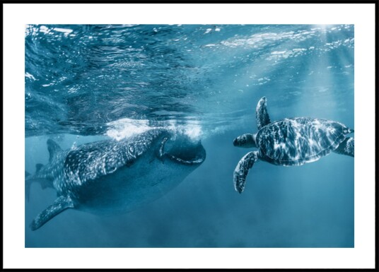 Whale Shark Turtle Swim Plakat / 70x100