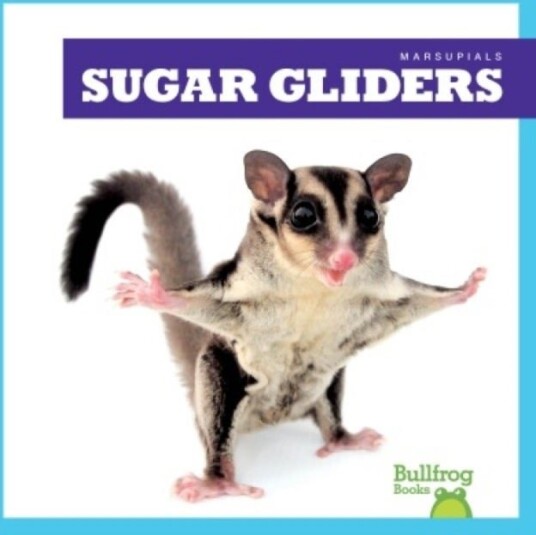Sugar Gliders