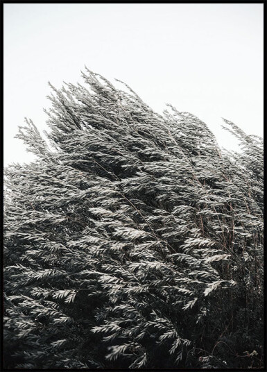 Bush of Plants Plakat Plakat / 50x70cm