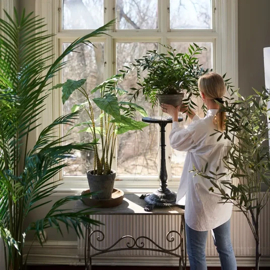 Mr Plant Kentiapalme 240 cm
