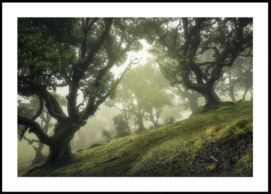 Enchanted Forest Poster Plakat / 30x40cm Enchanted Forest Poster Plakat / 30x40cm