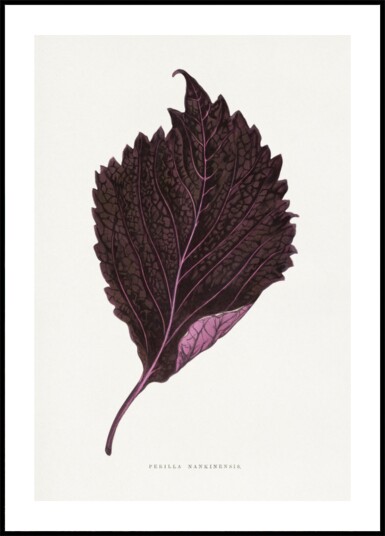 Pink Perilla Nankinensis Leaf Illustration Plakat / 21x30 Pink Perilla Nankinensis Leaf Illustration Plakat / 21x30