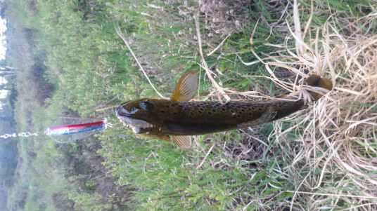 Tasmanian Devil   45 Rainbow Trout   13.5gr