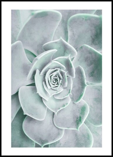 Flower Cactus Succulent Plakat Plakat / 100x150cm