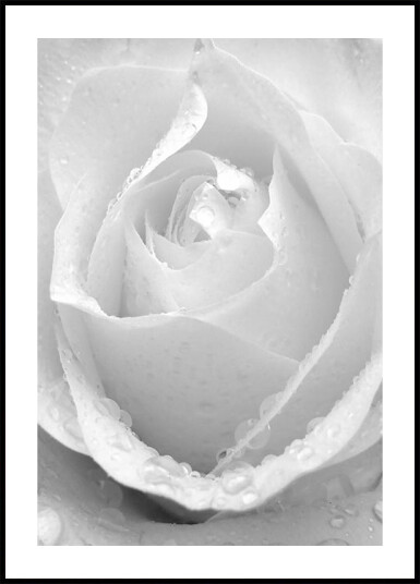 White Rose No.2 Plakat Plakat / 21x30cm White Rose No.2 Plakat Plakat / 21x30cm