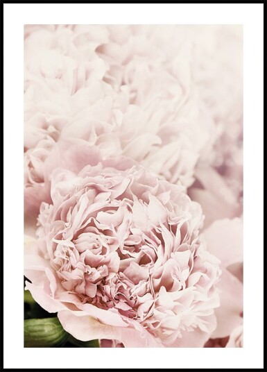 Soft Pink Peonies Close Up Plakat Plakat / 100x150cm