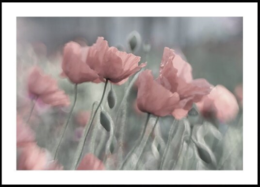 Softly Plakat / 70x100cm