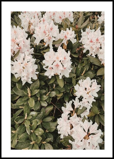 Hibiscus Plakat Plakat / 40x50cm Hibiscus Plakat Plakat / 40x50cm