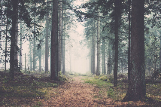Forest av Henrik Hansen Forest av Henrik Hansen