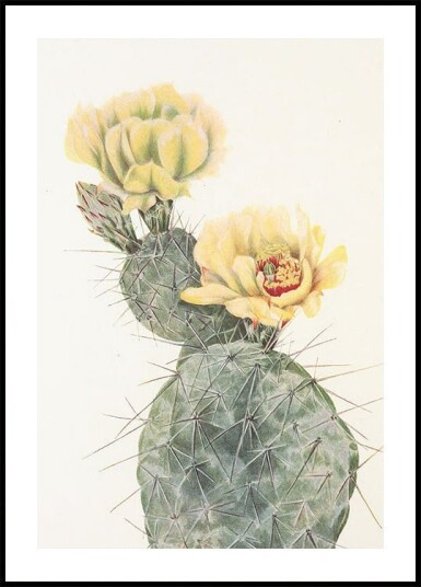 Missouri Prickly Pear From North American Wildflowers 1925 By Mary Vaux Walcott. Plakat Plakat / 40x50cm Missouri Prickly Pear From North American Wildflowers 1925 By Mary Vaux Walcott. Plakat Plakat / 40x50cm