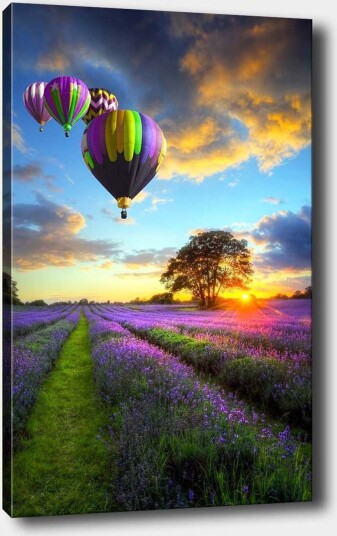 Lerretsbilde 70x100 cm Flere fargerike varmluftsballonger svever over et lavendelfelt i solnedgangens lys Lilla / Grønn / Svart