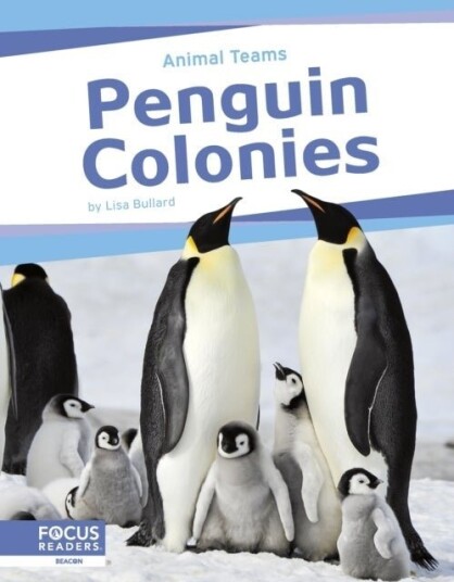 Penguin Colonies Penguin Colonies