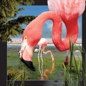 Worth Keeping 3D Postkort Flamingo 1068811 Worth Keeping 3D Postkort Flamingo 1068811