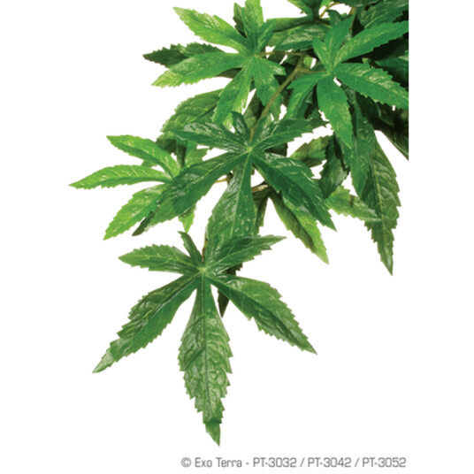 Abuliton (Silke) Hengende Regnskog/Sungelplanter Grønn Medium Abuliton (Silke) Hengende Regnskog/Sungelplanter Grønn Medium