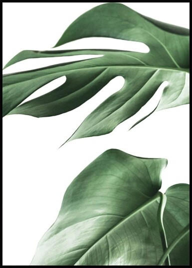 Monstera Plant Plakat Plakat / 100x150cm