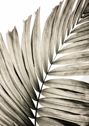 Plakat Palmblad