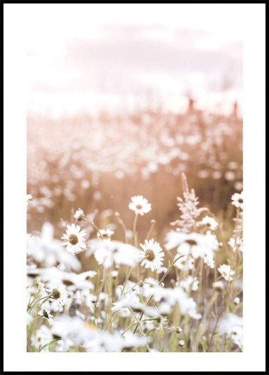 Field of Daisies Plakat Plakat / 100x150cm