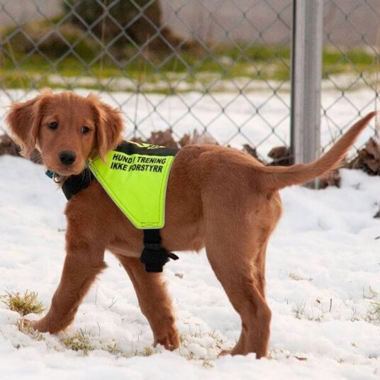 Canelana Markeringsdekken Hund i Trening Small Gul/Svart Canelana Markeringsdekken Hund i Trening Small Gul/Svart