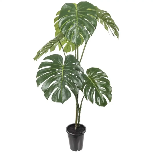 Mr Plant Monstera 150 cm