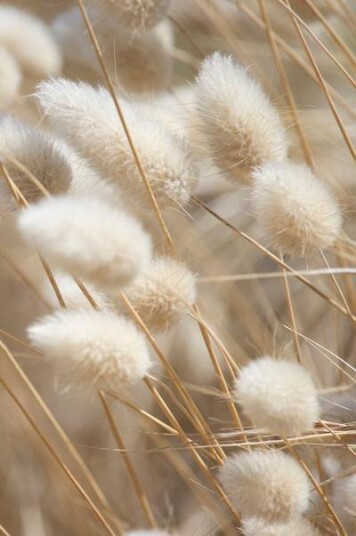 Malerifabrikken Poster Mellow Grasses 8 1609080-01-48 1609081-01-136 Malerifabrikken Poster Mellow Grasses 8 1609080-01-48 1609081-01-136