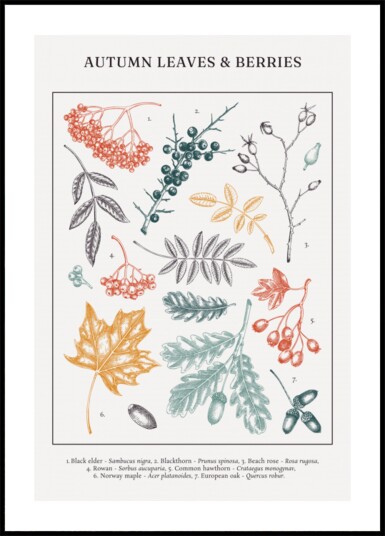 Autumn Leaves And Berries Plakat / 21x30