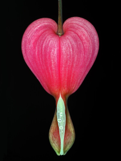Lamprocapnos Spectabilis av Pauline Snoeijs