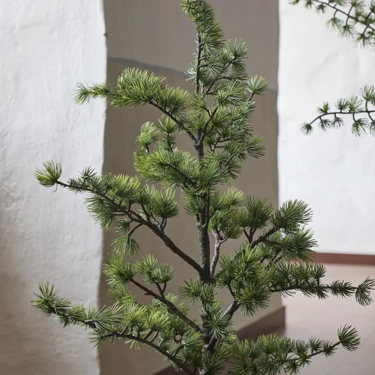 Mr Plant Cedertre i potte 80 cm Mr Plant Cedertre i potte 80 cm